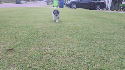 Silver Eclipse, a female Poodle - Standard  for sale in Raleigh, NC – 5 of 5