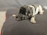 Silver Eclipse, a female Poodle - Standard  for sale in Raleigh, NC – 4 of 5