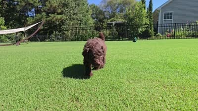 Cognac Diamond, a male Poodle - Standard  for sale in Raleigh, NC – 5 of 5