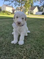 Golden Topaz, a female Poodle - Standard  for sale in Raleigh, NC – 1 of 5