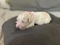 Champagne Quartz, a male Poodle - Standard  for sale in Raleigh, NC – 3 of 4