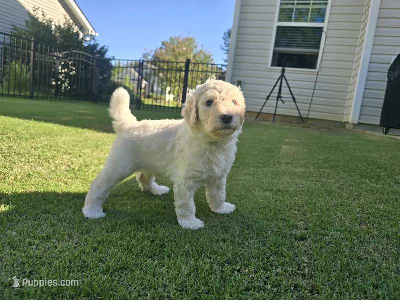 Ivory Pearl – Poodle - Standard  puppy for sale in Raleigh, NC