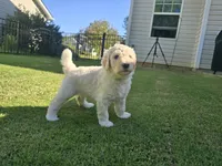 Ivory Pearl, a female Poodle - Standard  for sale in Raleigh, NC – 1 of 4