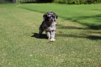Sterling Onyx, a male Poodle - Standard  for sale in Raleigh, NC – 2 of 5