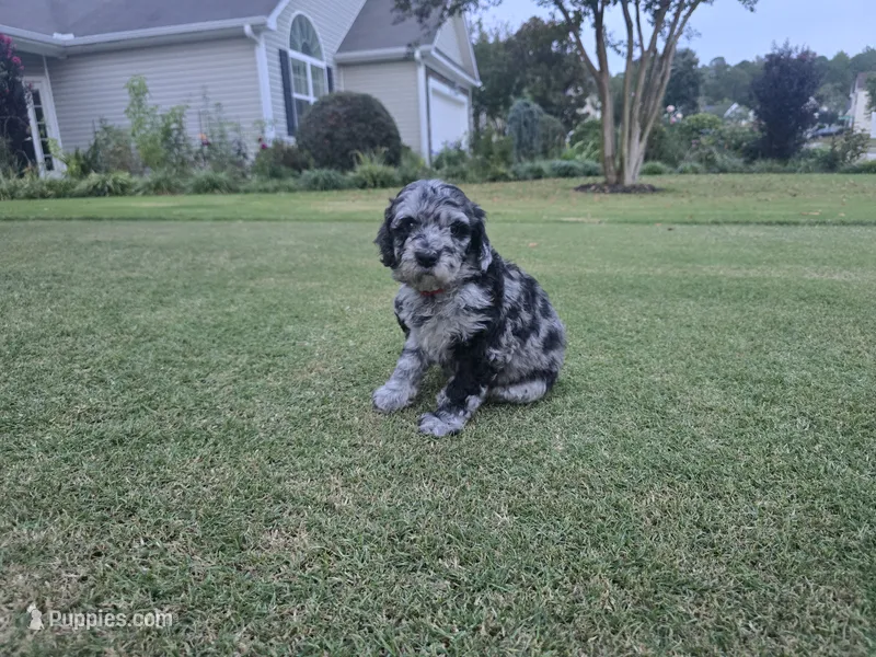Midnight Diamond – Poodle - Standard  puppy for sale in Raleigh, NC