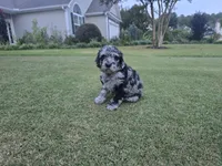 Midnight Diamond, a female Poodle - Standard  for sale in Raleigh, NC – 1 of 3