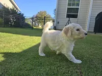 Ivory Pearl, a female Poodle - Standard  for sale in Raleigh, NC – 3 of 4