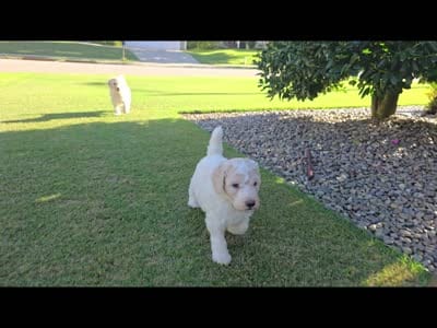 Precious Opal, a female Poodle - Standard  for sale in Raleigh, NC – 4 of 4
