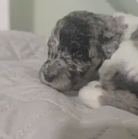 Silver Eclipse, a female Poodle - Standard  for sale in Raleigh, NC – 3 of 5