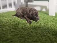 Cognac Diamond, a male Poodle - Standard  for sale in Raleigh, NC – 3 of 5