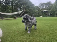 Sterling Onyx, a male Poodle - Standard  for sale in Raleigh, NC – 4 of 5
