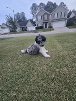 Silver Eclipse, a female Poodle - Standard  for sale in Raleigh, NC – 2 of 5