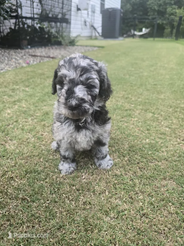 Mystic Moonstone – Poodle - Standard  puppy for sale in Raleigh, NC