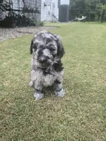 Mystic Moonstone, a female Poodle - Standard  for sale in Raleigh, NC – 1 of 4