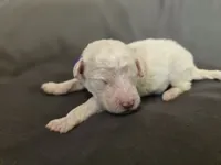 Royal Champagne, a male Poodle - Standard  for sale in Raleigh, NC – 3 of 5