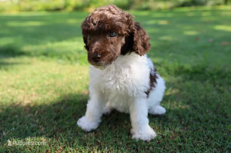 Mocha's Ladie Luna – Poodle - Standard  puppy for sale in Raleigh, NC