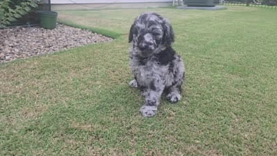Mystic Moonstone, a female Poodle - Standard  for sale in Raleigh, NC – 4 of 4