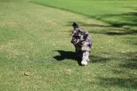 Sterling Onyx, a male Poodle - Standard  for sale in Raleigh, NC – 5 of 5