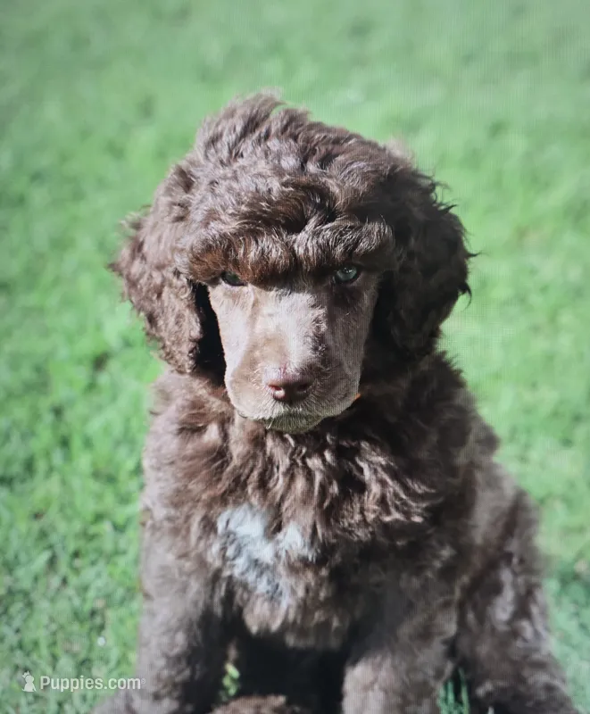 Cognac Diamond – Poodle - Standard  puppy for sale in Raleigh, NC
