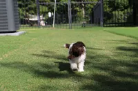 Mocha's Ladie Luna, a female Poodle - Standard  for sale in Raleigh, NC – 3 of 5