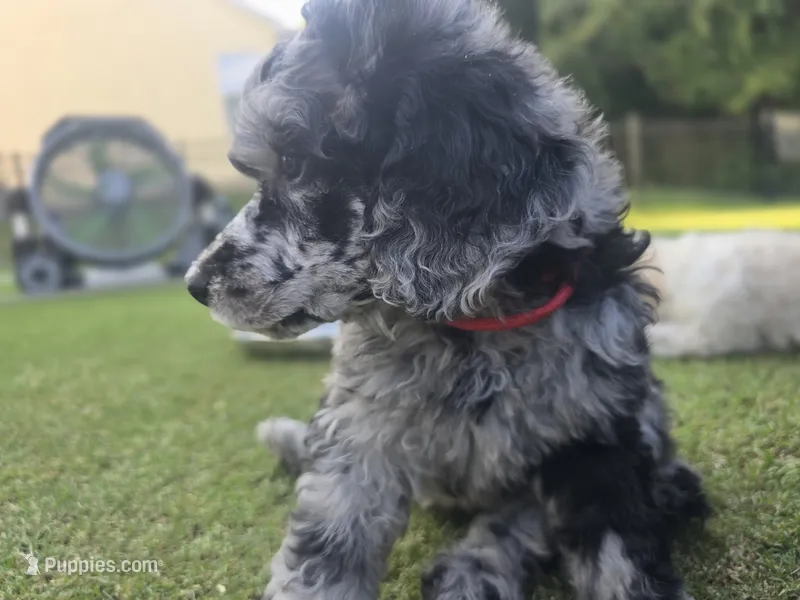 Midnight Diamond – Poodle - Standard  puppy for sale in Raleigh, NC