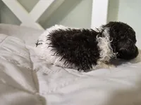 Mocha's Ladie Luna, a female Poodle - Standard  for sale in Raleigh, NC – 2 of 5