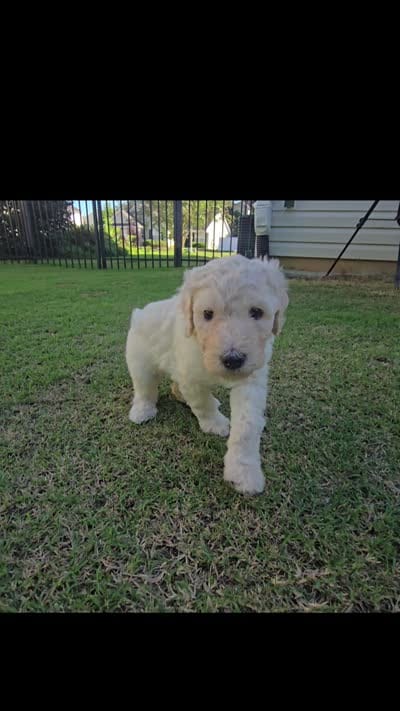 Ivory Pearl, a female Poodle - Standard  for sale in Raleigh, NC – 4 of 4