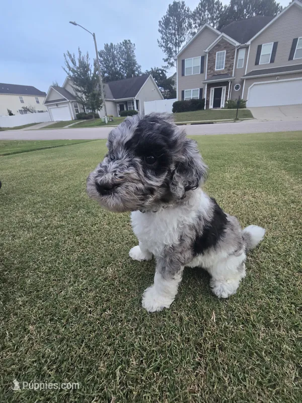 Silver Eclipse – Poodle - Standard  puppy for sale in Raleigh, NC