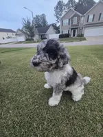 Silver Eclipse, a female Poodle - Standard  for sale in Raleigh, NC – 1 of 5