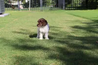 Mocha's Ladie Luna, a female Poodle - Standard  for sale in Raleigh, NC – 4 of 5
