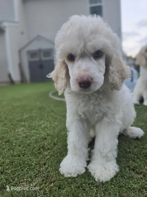 Royal Champagne – Poodle - Standard  puppy for sale in Raleigh, NC