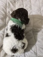 Mocha's Ladie Luna, a female Poodle - Standard  for sale in Raleigh, NC – 5 of 5