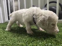 Golden Topaz, a female Poodle - Standard  for sale in Raleigh, NC – 4 of 5