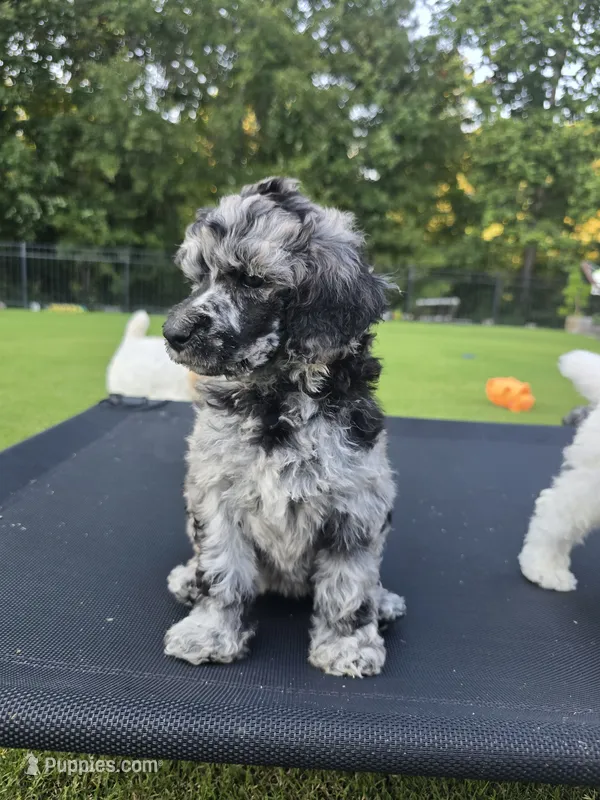 Mystic Moonstone – Poodle - Standard  puppy for sale in Raleigh, NC