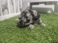 Mystic Moonstone, a female Poodle - Standard  for sale in Raleigh, NC – 3 of 4
