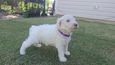 Golden Topaz, a female Poodle - Standard  for sale in Raleigh, NC – 5 of 5