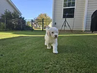 Royal Champagne, a male Poodle - Standard  for sale in Raleigh, NC – 1 of 5