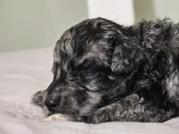 Sterling Onyx, a male Poodle - Standard  for sale in Raleigh, NC – 3 of 5