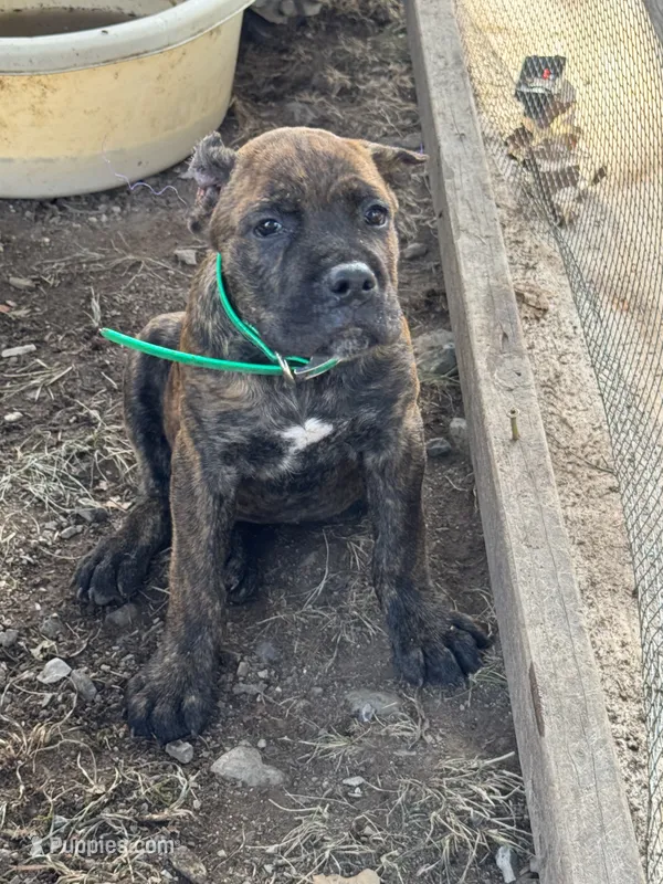Green Collar – Cane Corso puppy for sale in Mena, AR