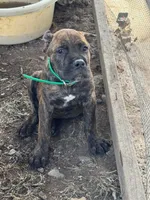 Green Collar, a male Cane Corso for sale in Mena, AR – 1 of 2