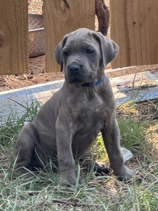 Blue Collar – Cane Corso puppy for sale in Mena, AR