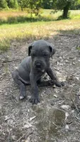Tan collar, a female Cane Corso for sale in Mena, AR – 2 of 2