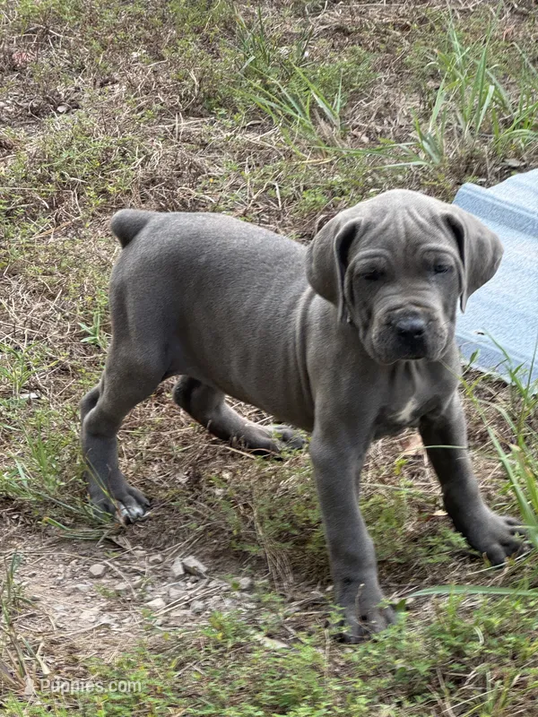 Tan collar – Cane Corso puppy for sale in Mena, AR
