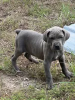 Purple collar, a female Cane Corso for sale in Mena, AR – 3 of 5