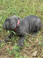 Pink Collar, a female Cane Corso for sale in Mena, AR – 2 of 3