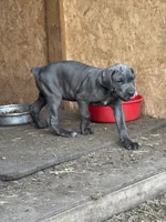 Purple collar, a female Cane Corso for sale in Mena, AR – 5 of 5