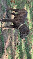 Yellow Collar, a male Cane Corso for sale in Mena, AR – 7 of 8
