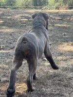 Blue collar, a male Cane Corso for sale in Mena, AR – 5 of 6