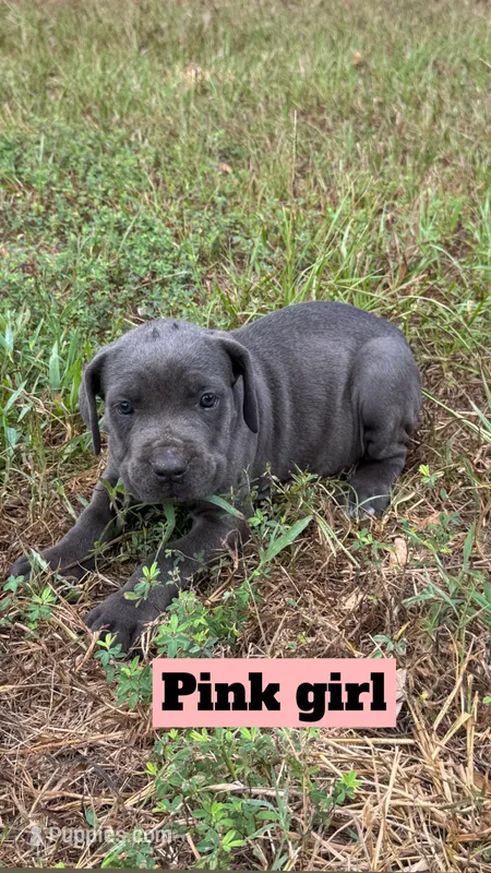 Pink Collar – Cane Corso puppy for sale in Mena, AR