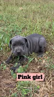 Pink Collar, a female Cane Corso for sale in Mena, AR – 1 of 3